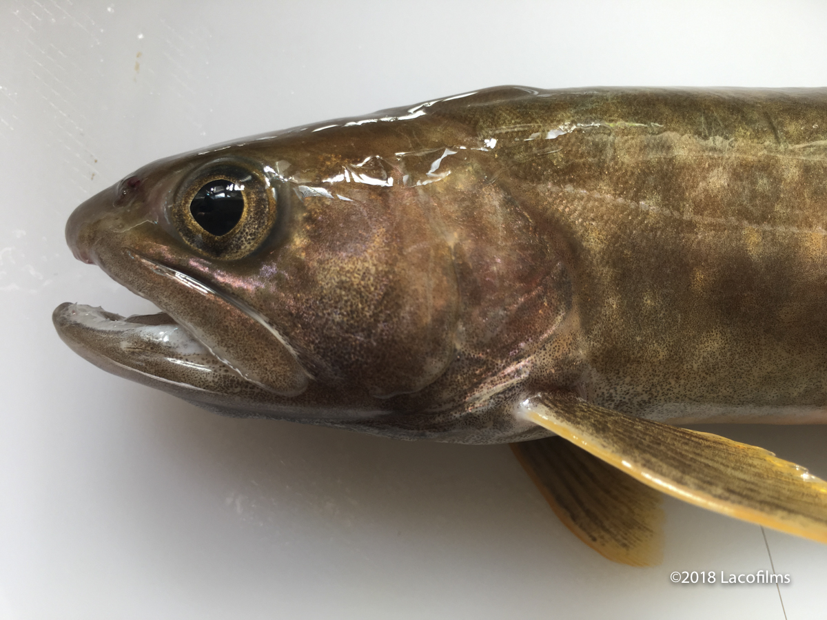 石川県渓流釣り 天然のイワナを狙う いざ倉谷へpart6 尺イワナ 川魚食べる 金沢の動画制作 写真撮影 ドローン空撮 Lacofilms