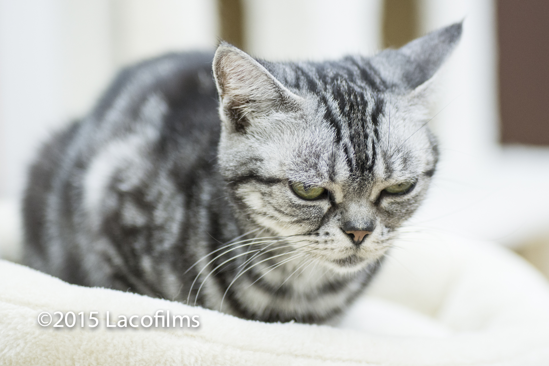 猫カフェnyanchi ニャンチ に行ってきました 金沢の動画制作 写真撮影 ドローン空撮 Lacofilms