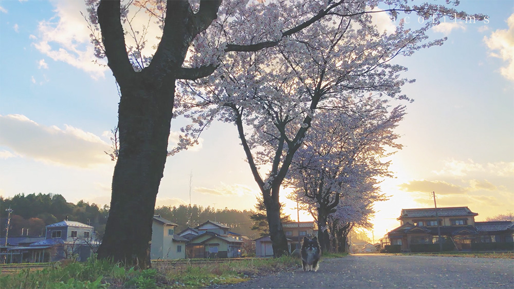 2000 cheryy trees in Nomi city