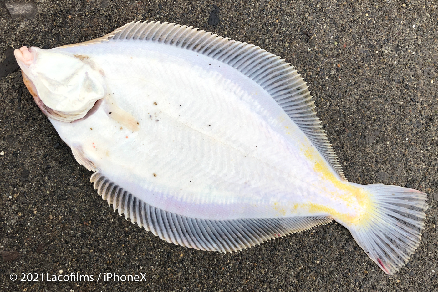 21 利尻島釣り紀行 Vol 11 釣れた北のお魚たち 5種 の捌き方やおすすめの食べ方を紹介 ガヤ カワガレイ クロガシラカレイ ケイムラ ソルトウォーター ホッケ マガレイ ルアー ロックフィッシュ 利尻島 北海道 干物 海釣り 魚の捌き方 金沢の動画制作 写真撮影